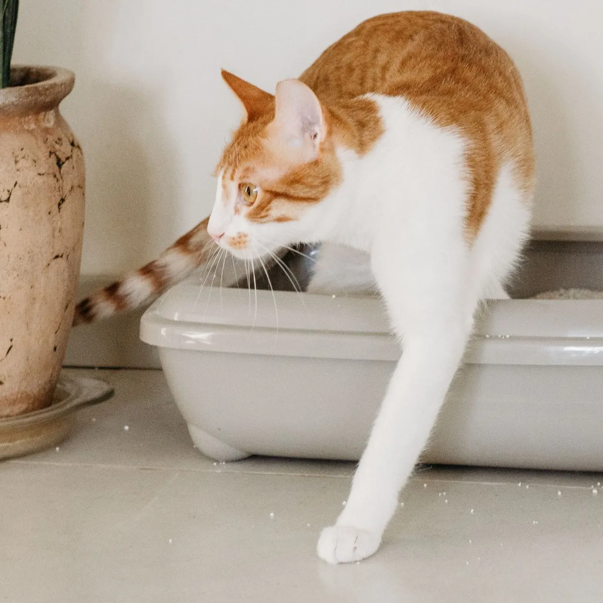 Top-Entry Odor-Seal Litter Box